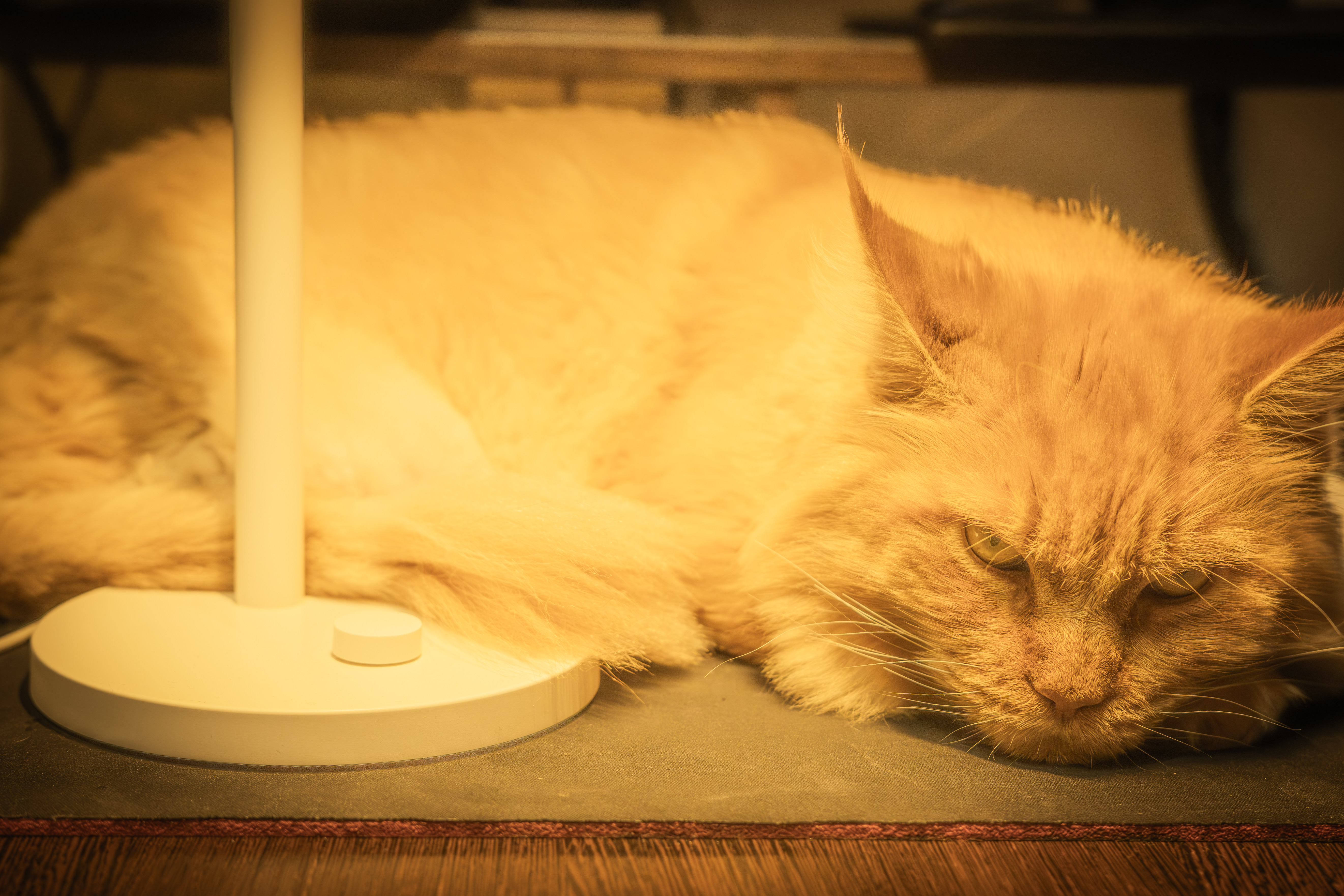 Машка вас послушает